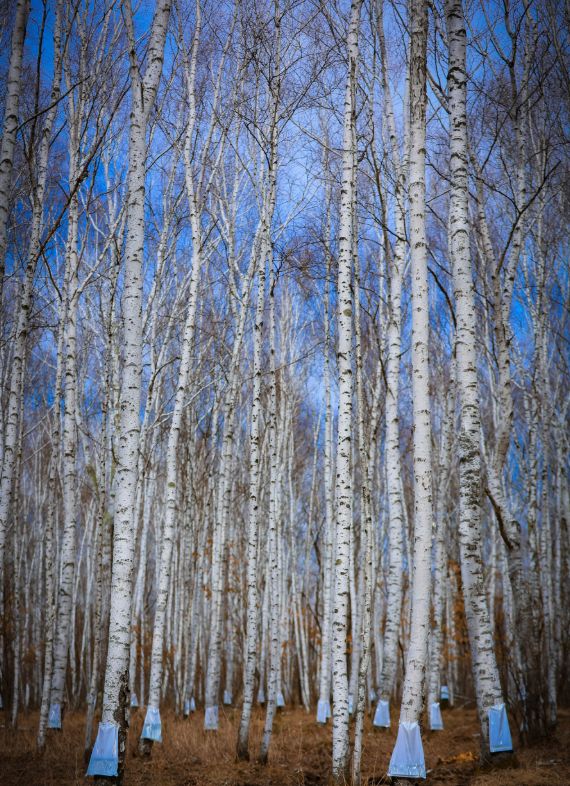 台桦树汁准备割谁开元棋牌李诞站(图1)